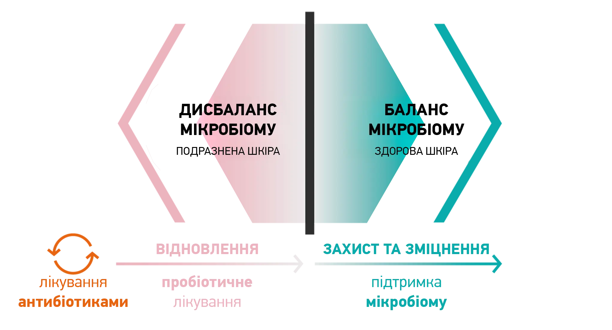 Grafika przedstawiająca r&oacute;wnowagę mikrobiomu sk&oacute;ry.